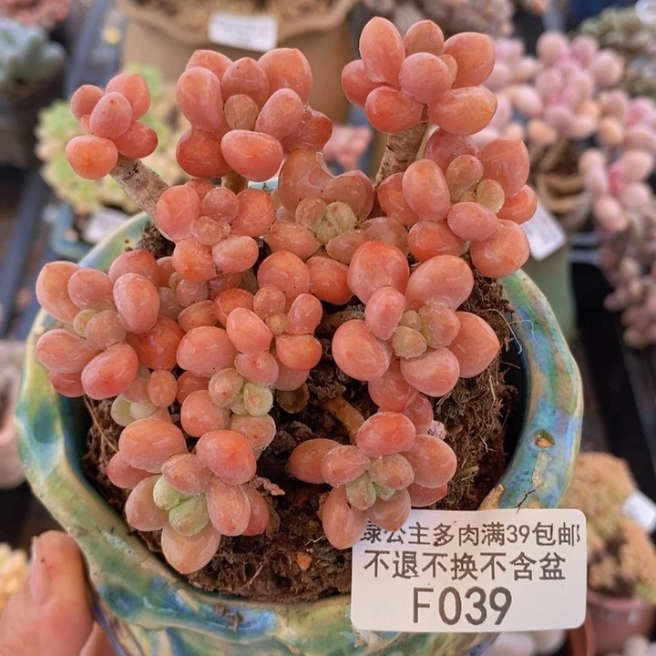 鱼子酱老桩有砍8cm039多肉植物