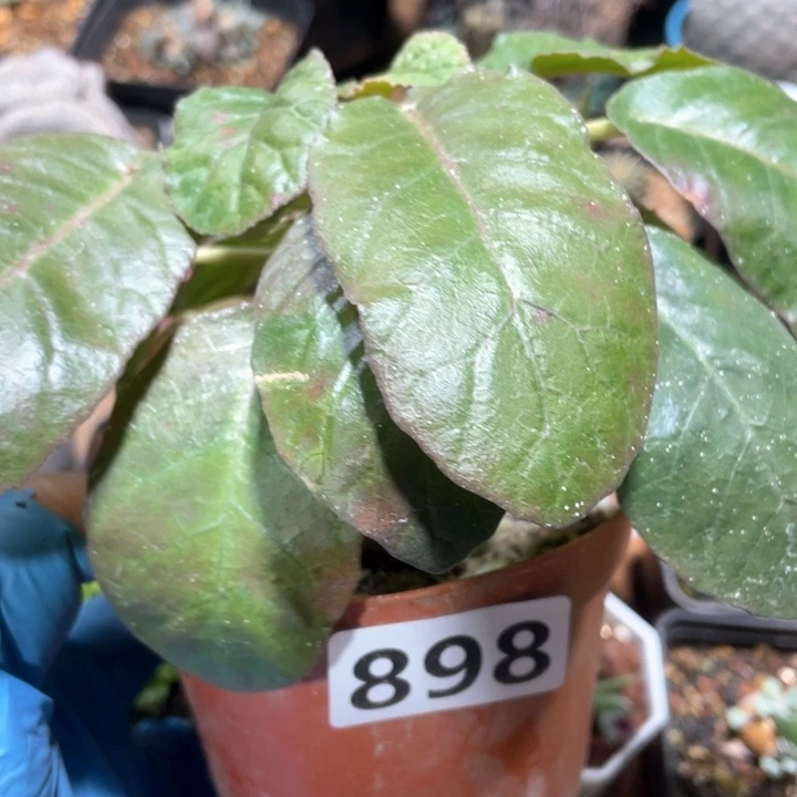 898锦叶琉桑块根