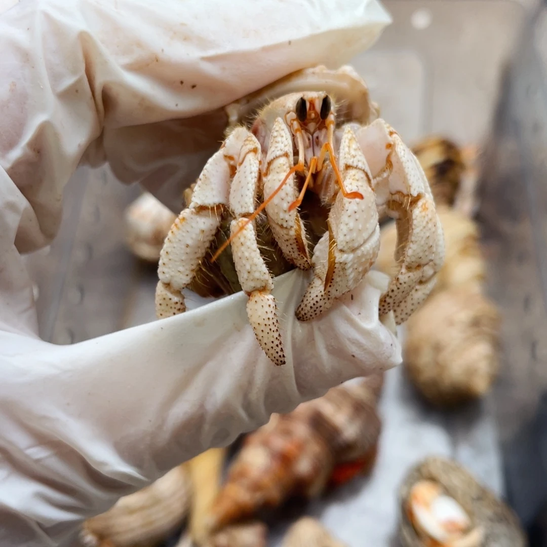 蜗居异宠寄居蟹0188毛球