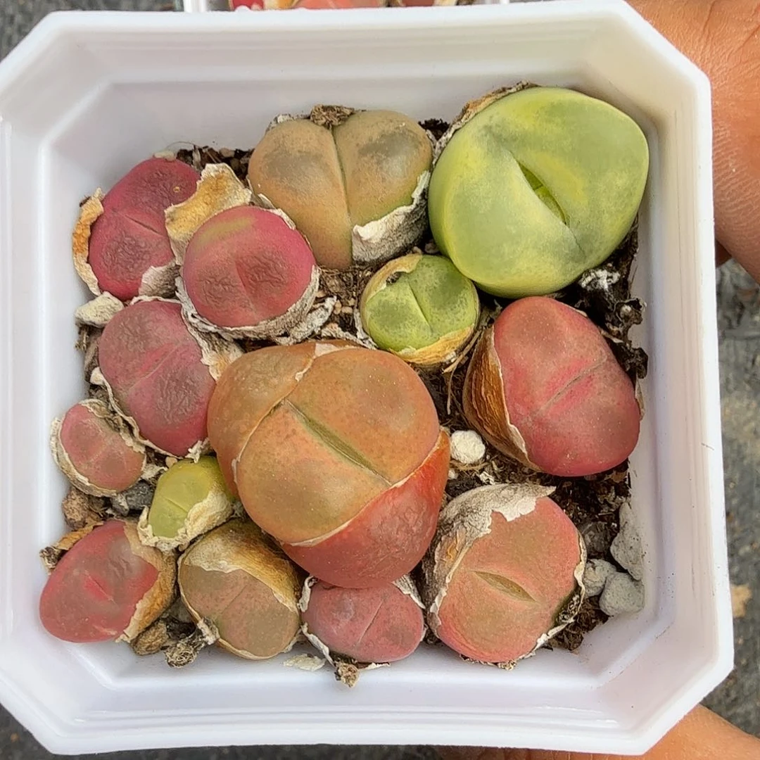 毛汗尼多肉植物精品