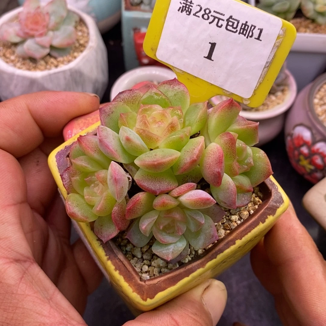 11梦幻泡影趴地4头群