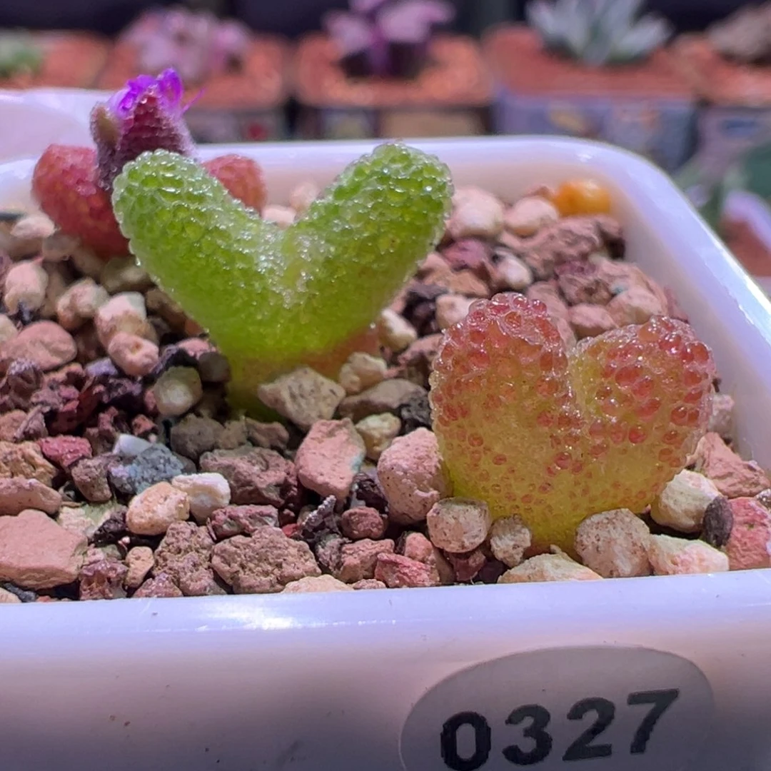 A***I0327，耀琦玉三棵，肉锥植物