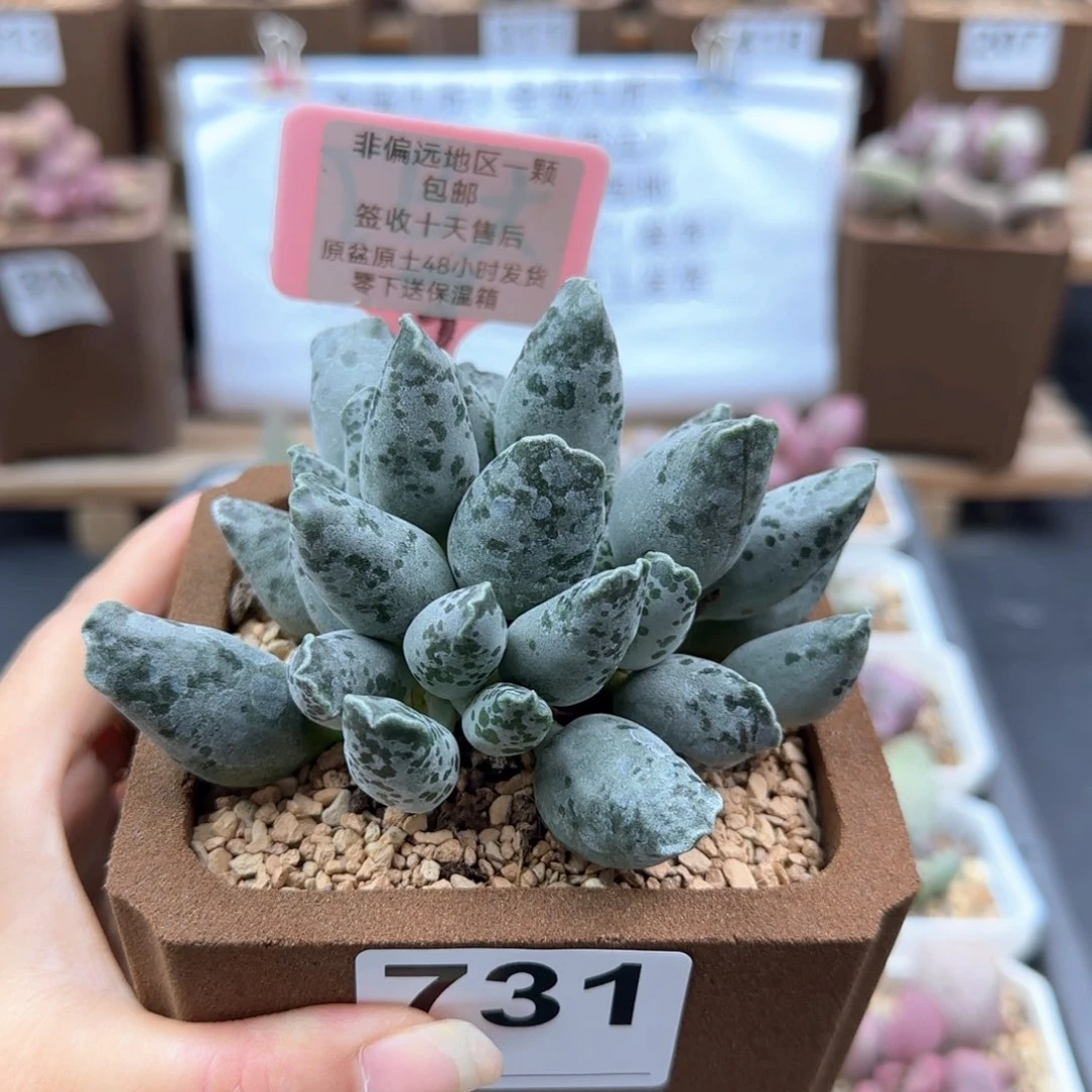 731白肌海报多肉植物