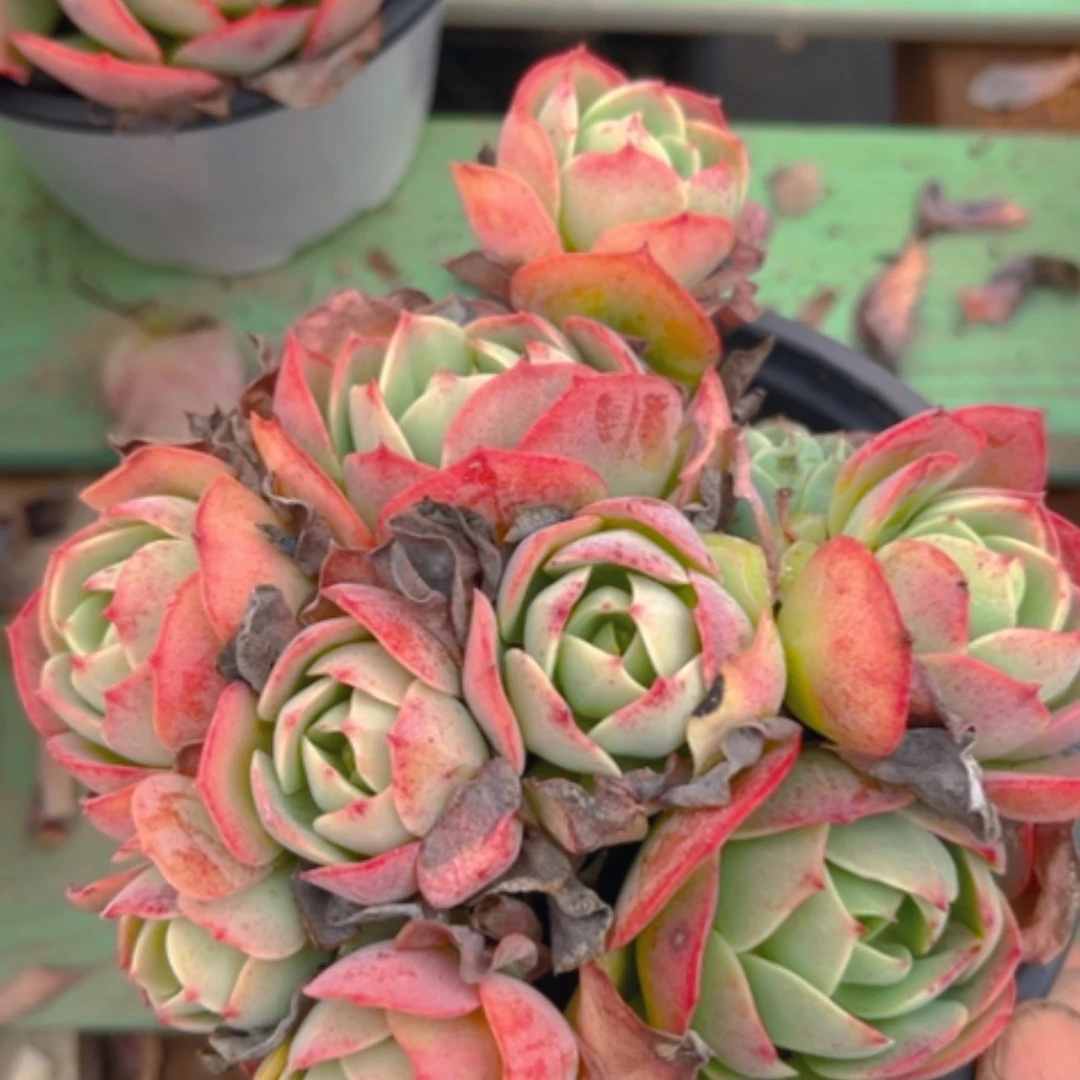 【闪购商品】克莉丝汀0740