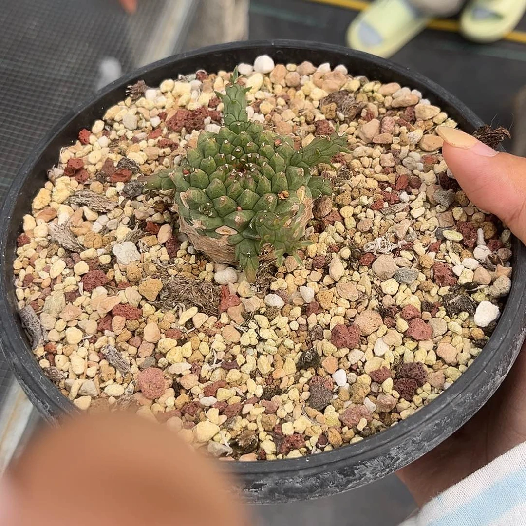 鹫卵丸老家桩多肉植物