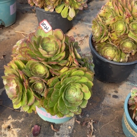 25-22万圣节处理不包售后多肉