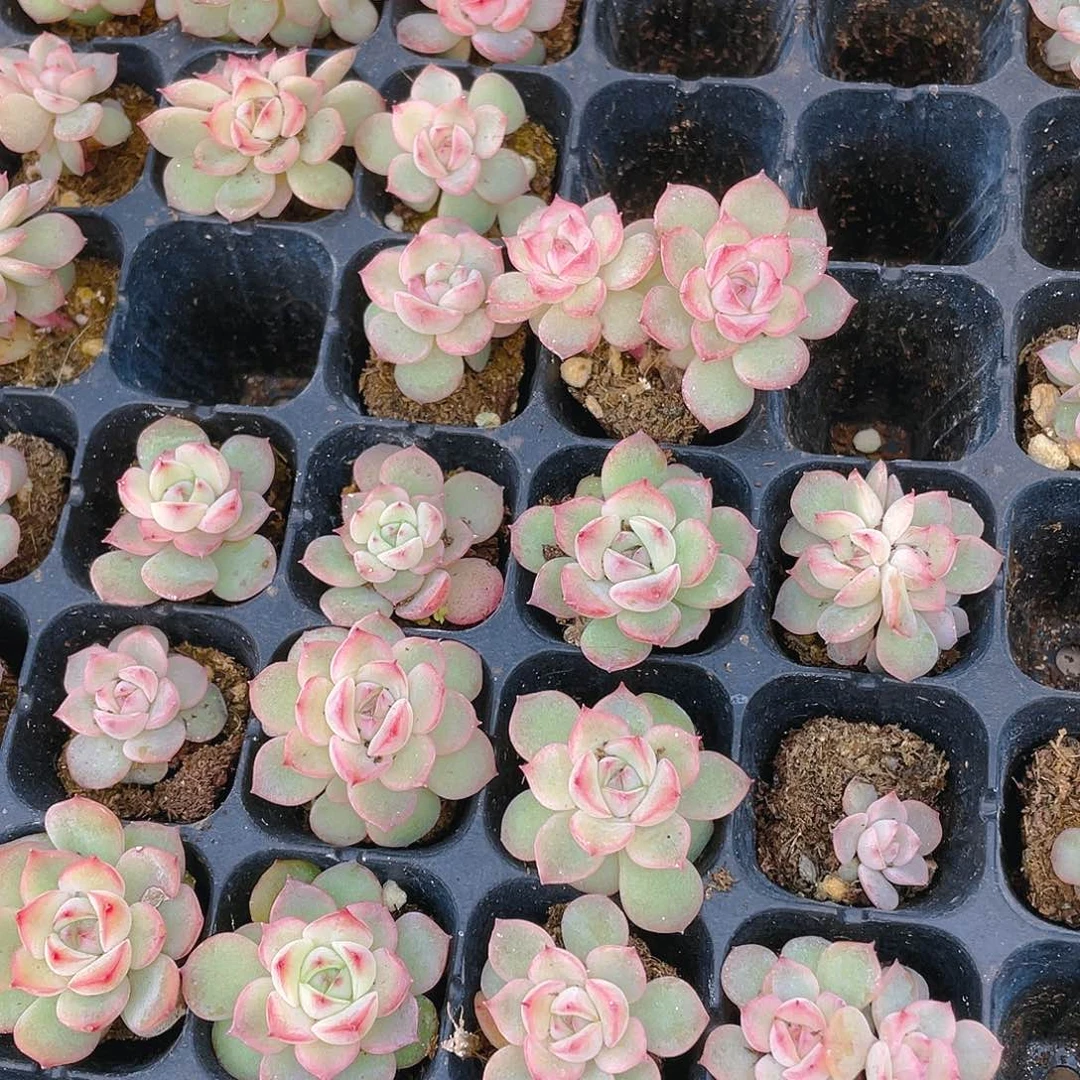 玉笛穴一个满25包邮