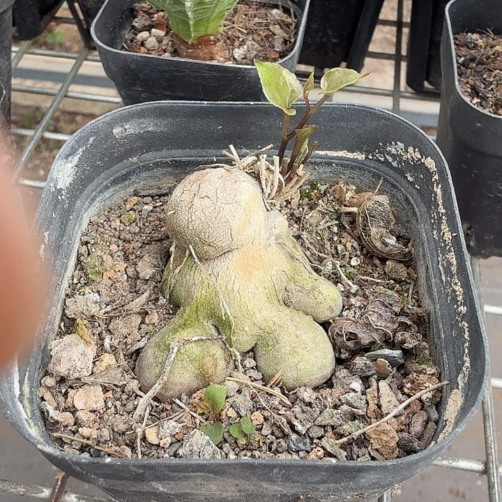 白皮象足龟4仙人球