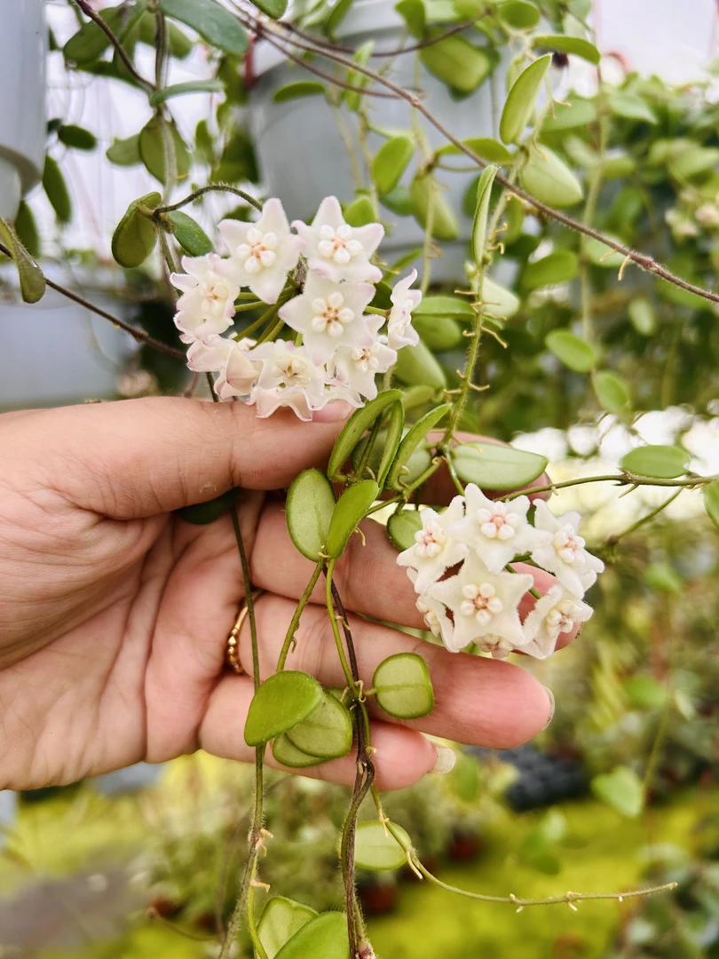 【香花球兰】香花小苗容易开花爬藤办公室客厅基地栽培阳台可选种植