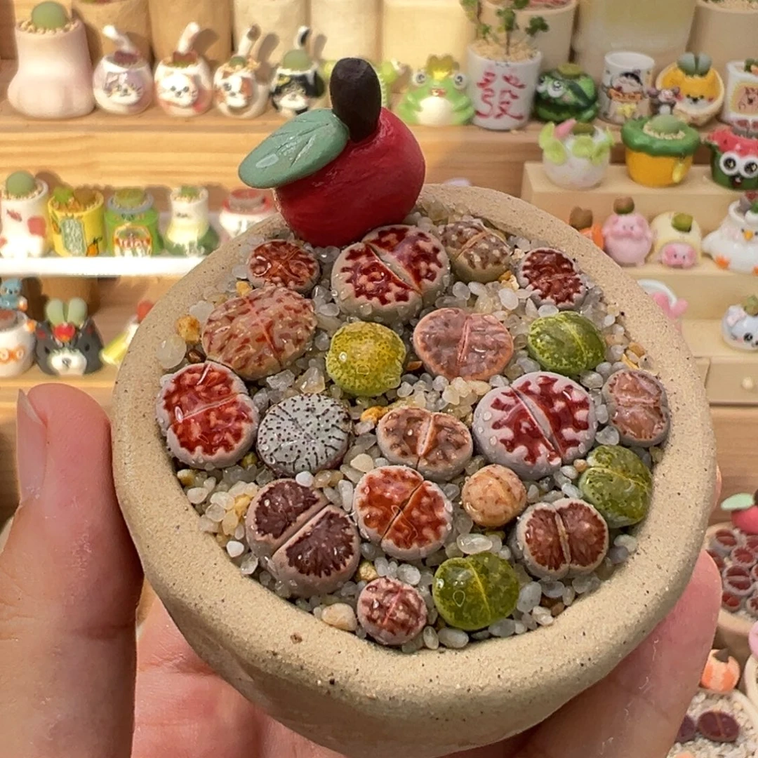 多肉植物89号彩色