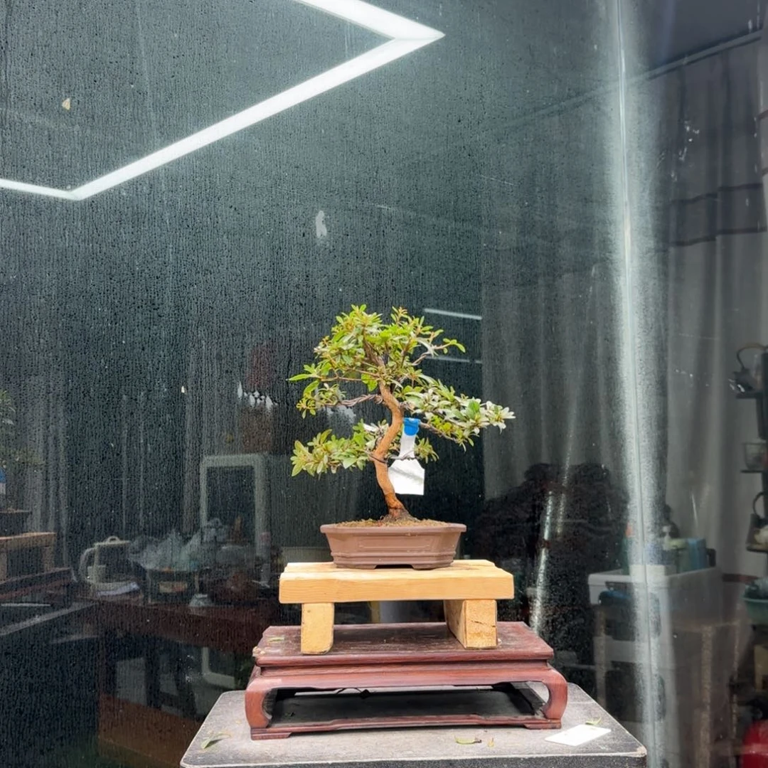 十***二无花朵花卉苗木花卉苗木