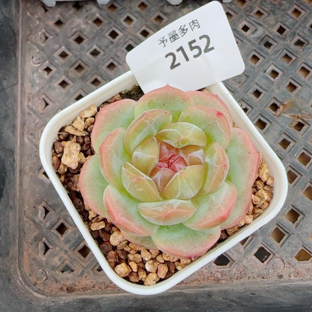 栀子花，2152多肉植物