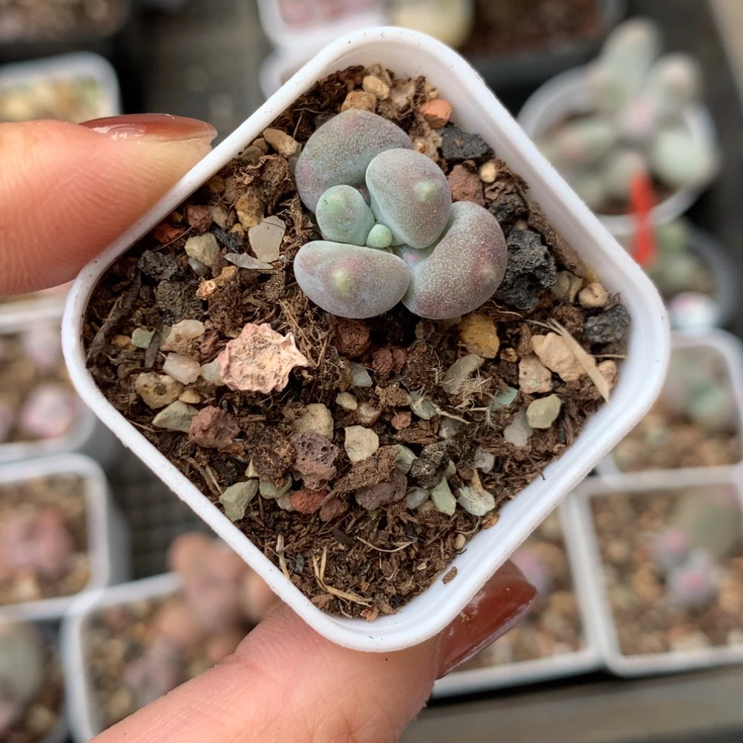 咖啡猫和高后给哈更尴尬