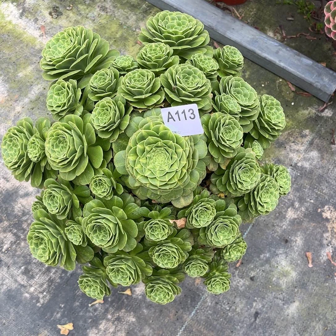 *****多肉植物翡翠琉璃000000113