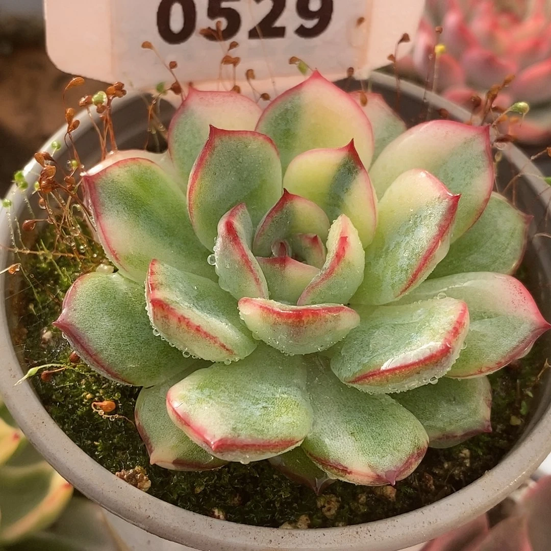 529哈哈哈哈哈哈哈哈