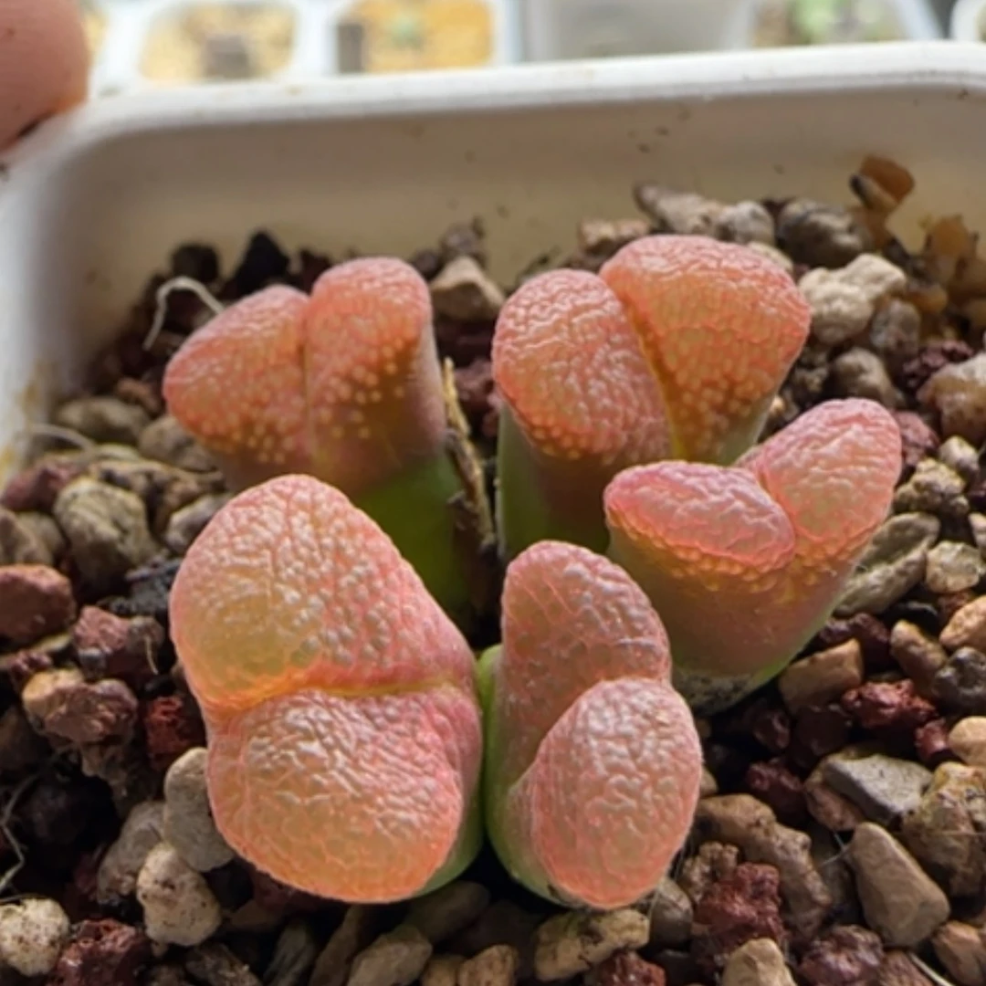 【闪购商品】Z****213942开播福利