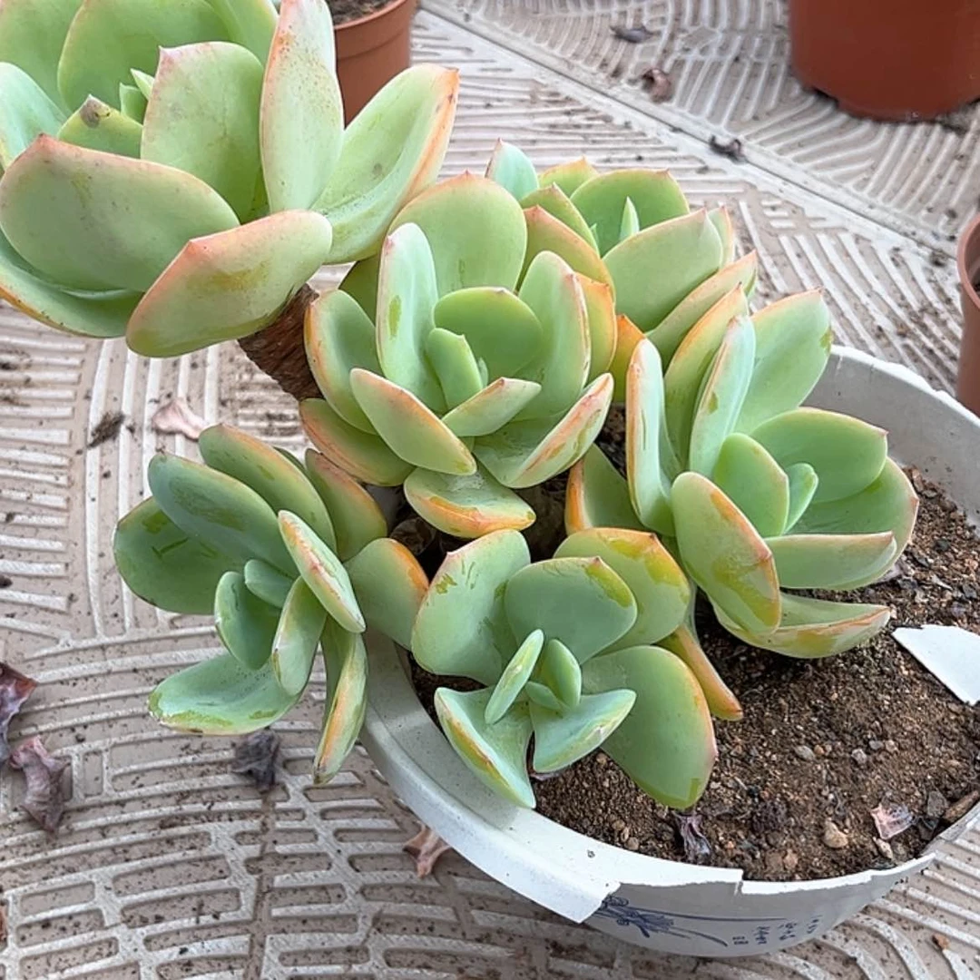 【闪购商品】无花朵武**1