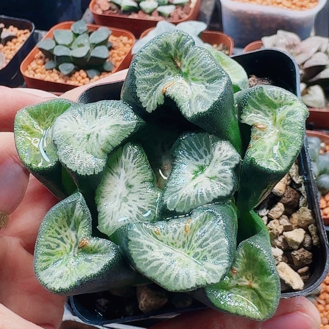 十二卷 翡翠龙母本开福利