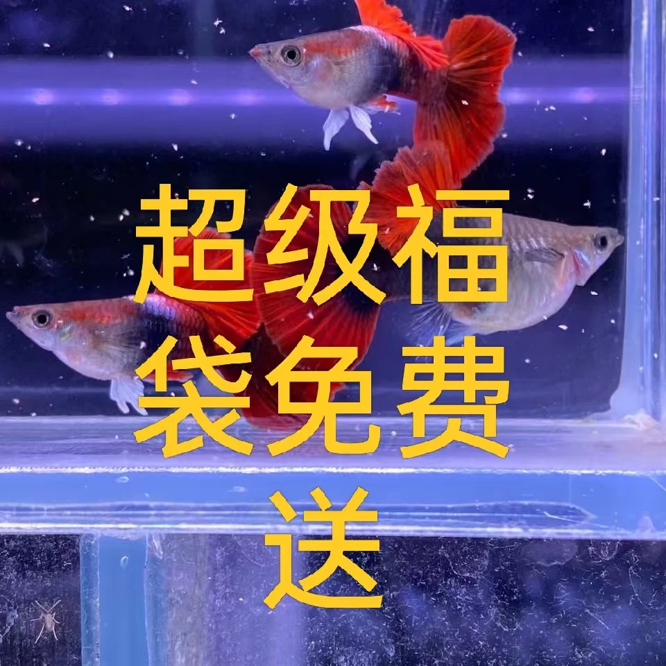 店关注免费领取超级福袋精品孔雀鱼免费包邮