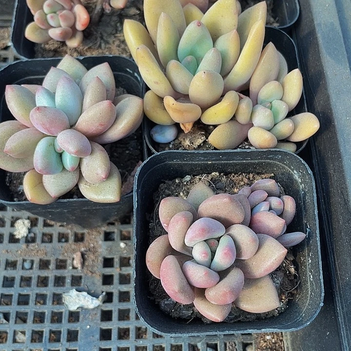 双头桃花源带盆土发