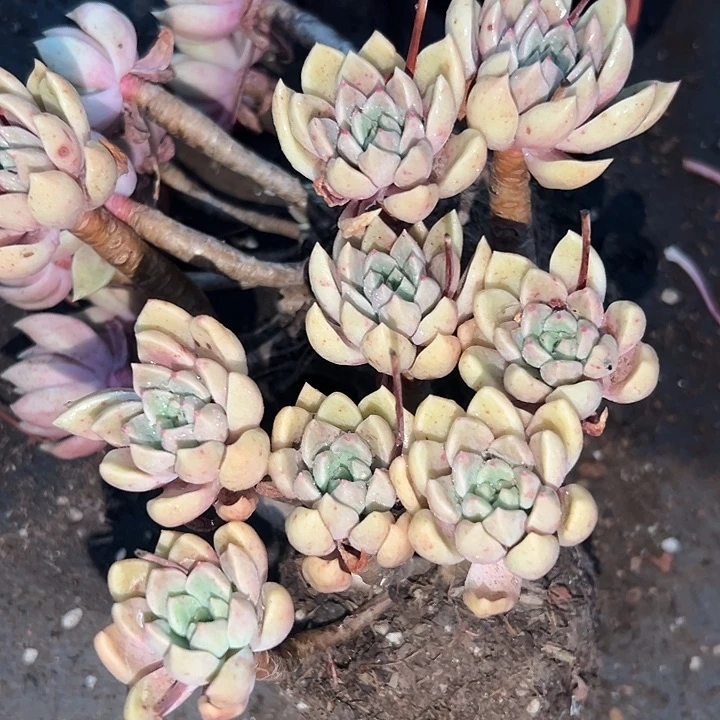 无花朵象牙璀璨。