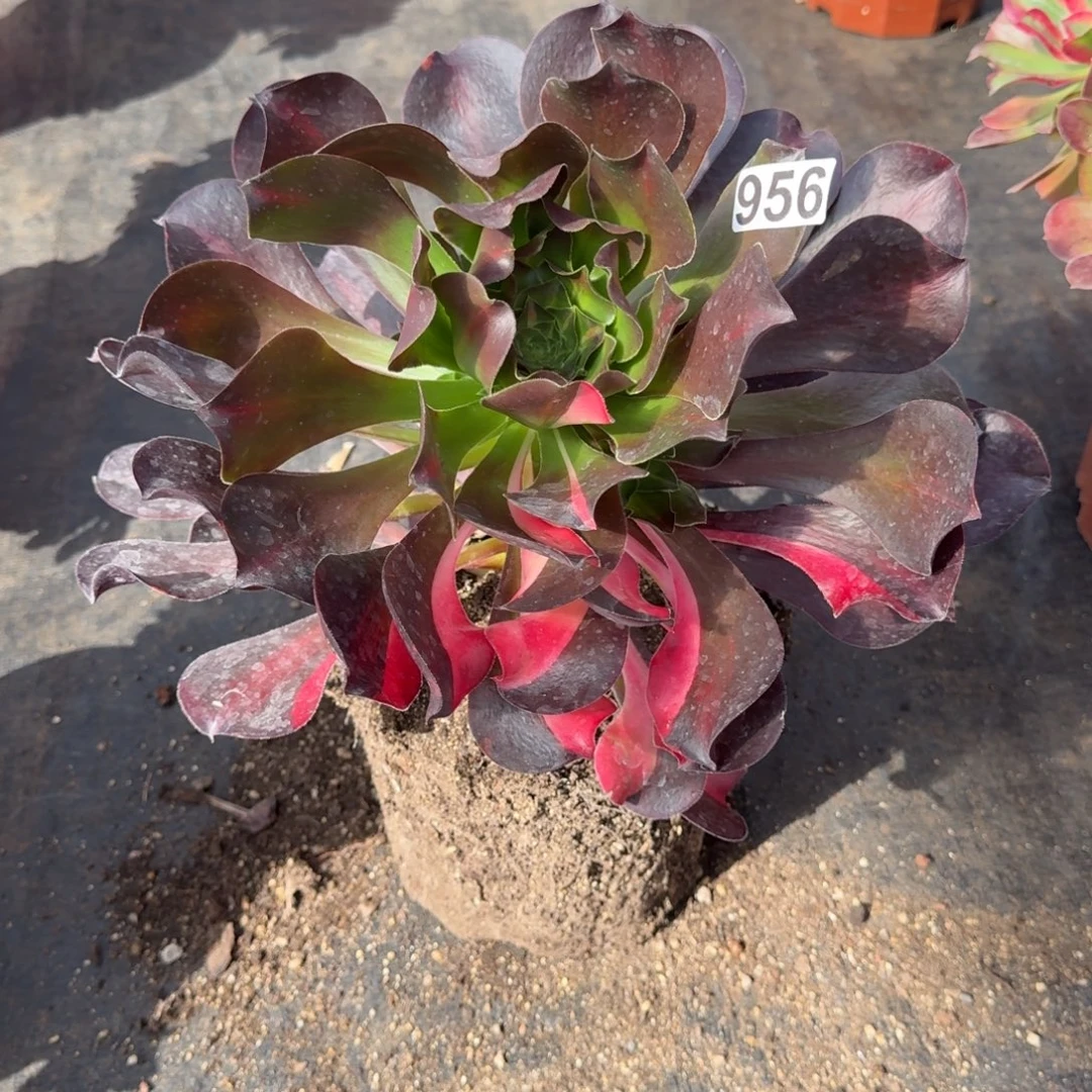 956多肉植物爱丽丝中班