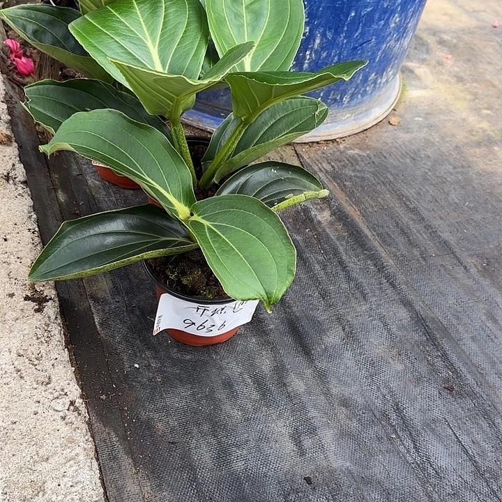 开***琼无花朵君子粉小苗不带花苞