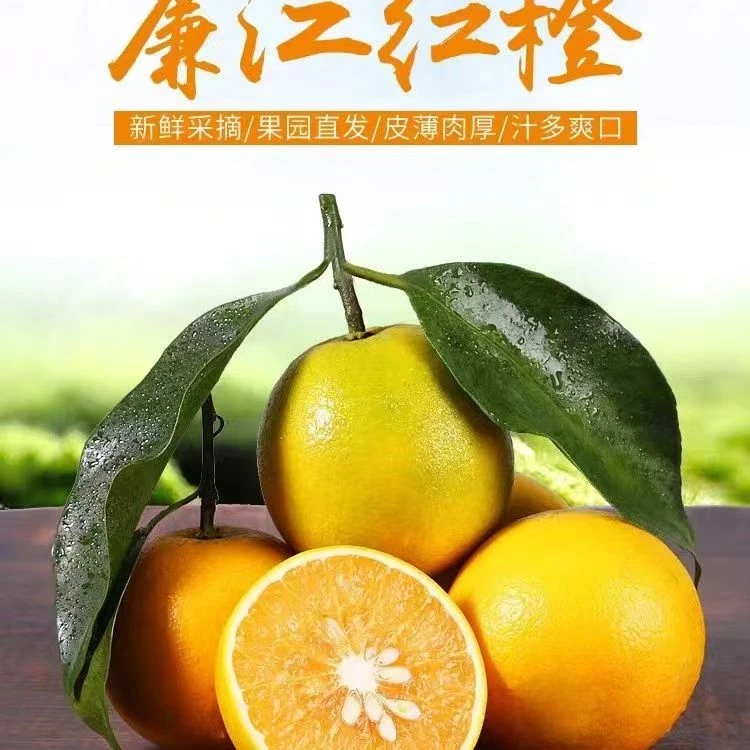 廉江红橙尝鲜试吃一斤装