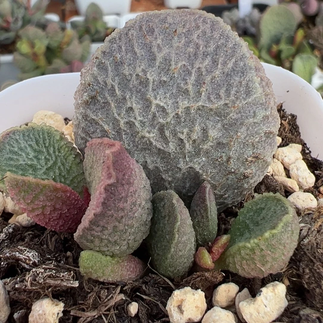 哈莫猪肝大苗多肉植物水泡