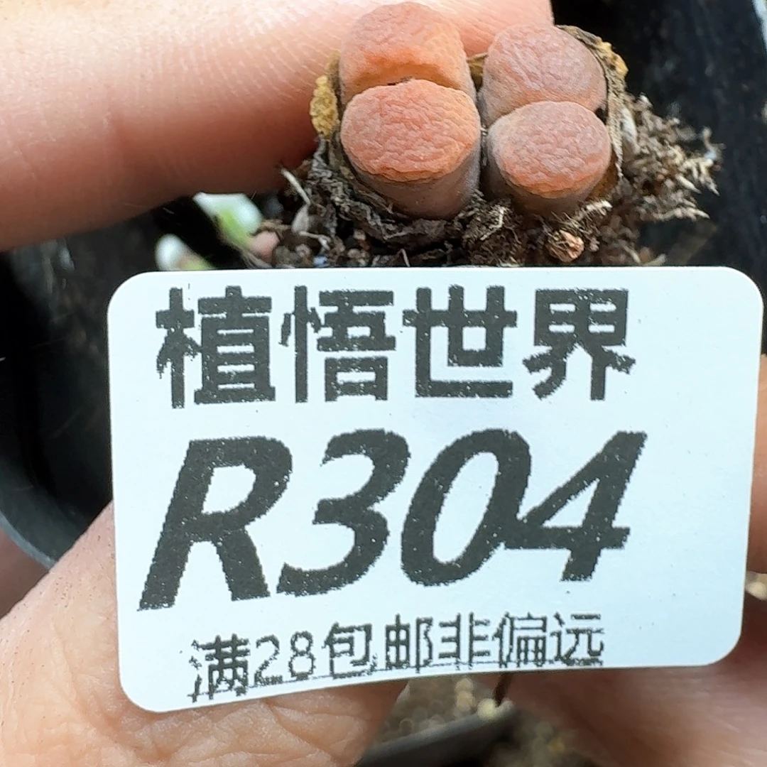 多肉植物的润泽完成