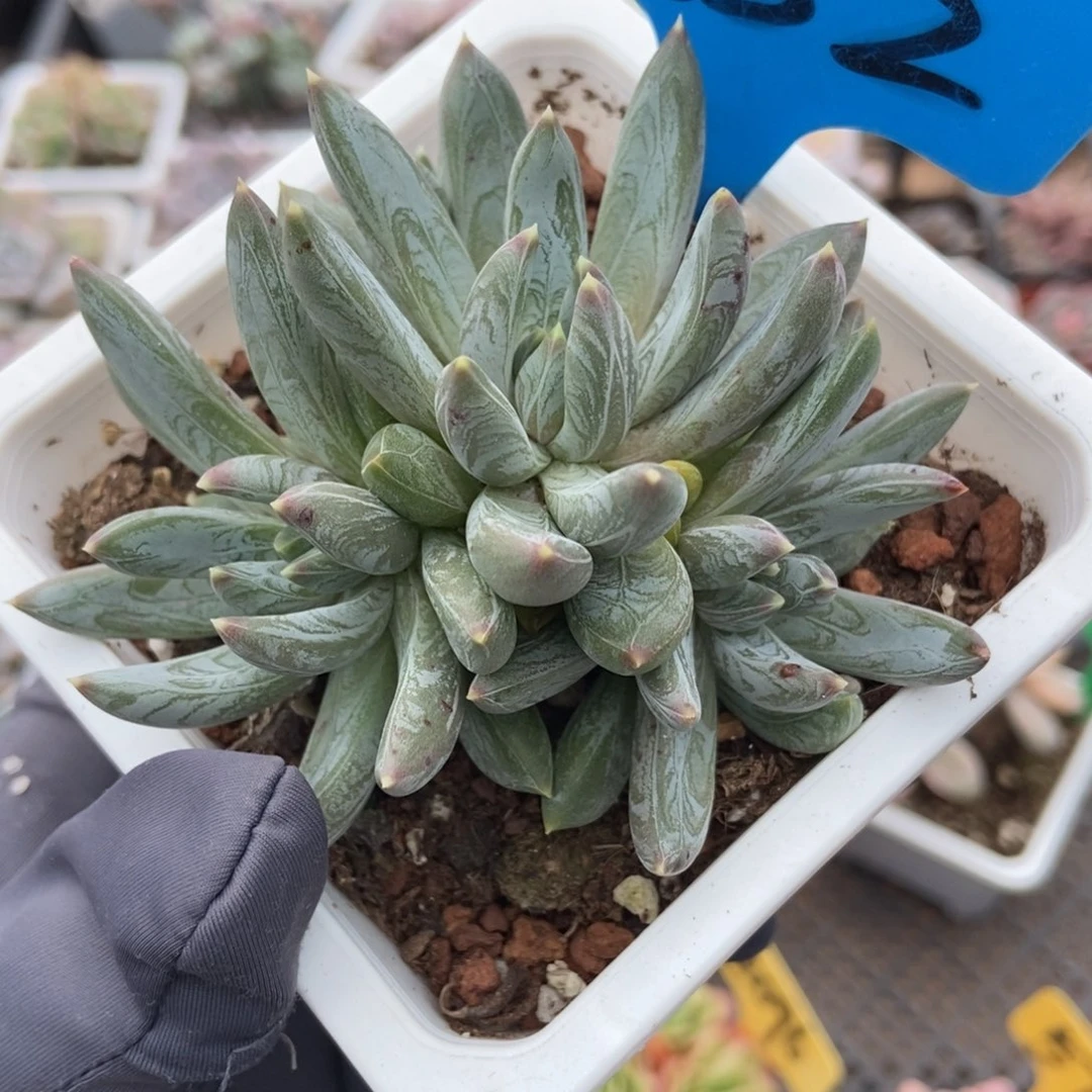 852水晶蟹爪多肉植物