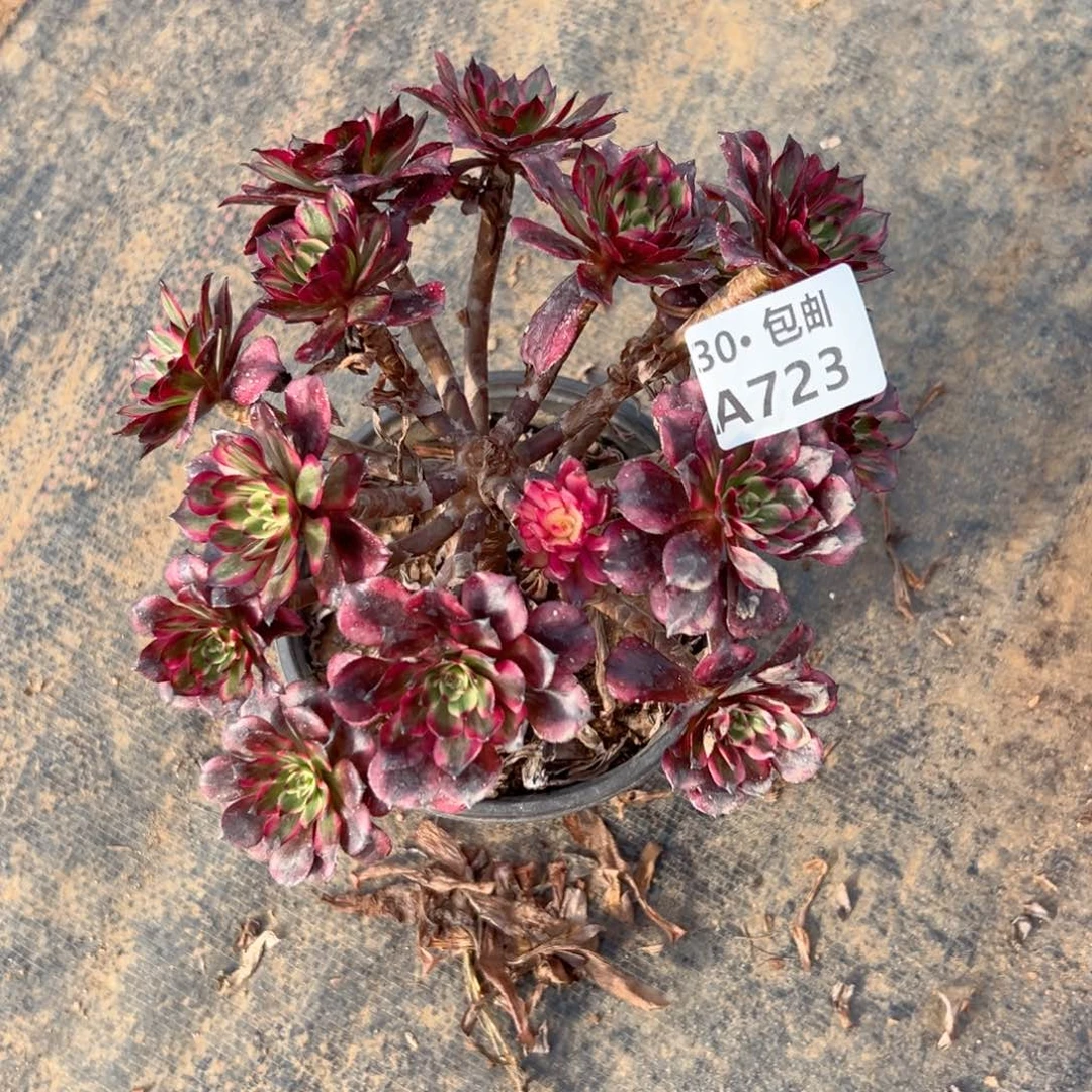 723多肉法师不包侧枝