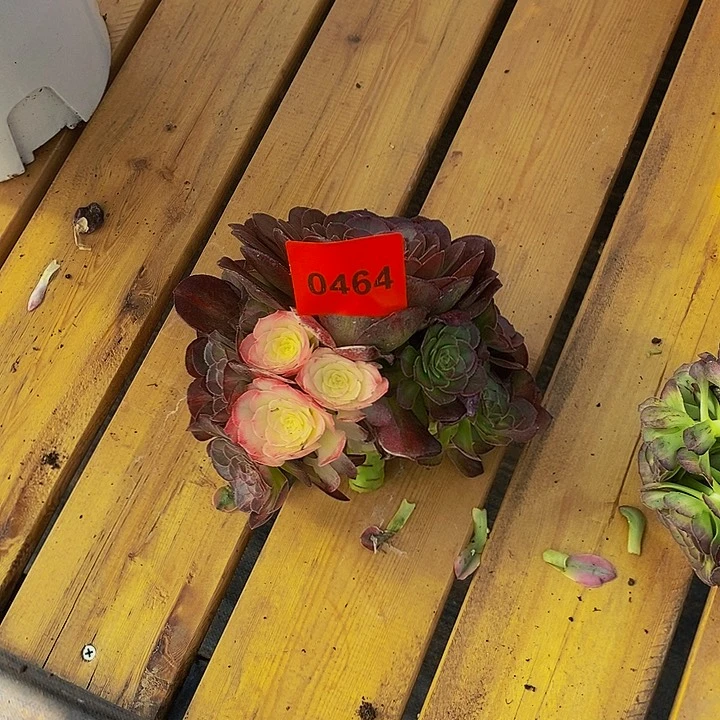 0464多肉植物海王七彩