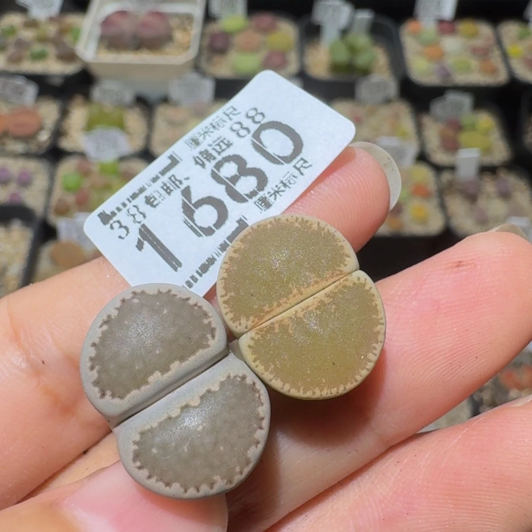 ～***～Ssss精品生石花1680