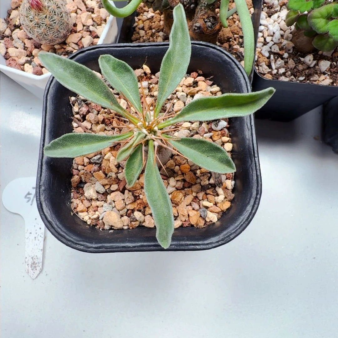 金*五576光堂棒槌带盆发货