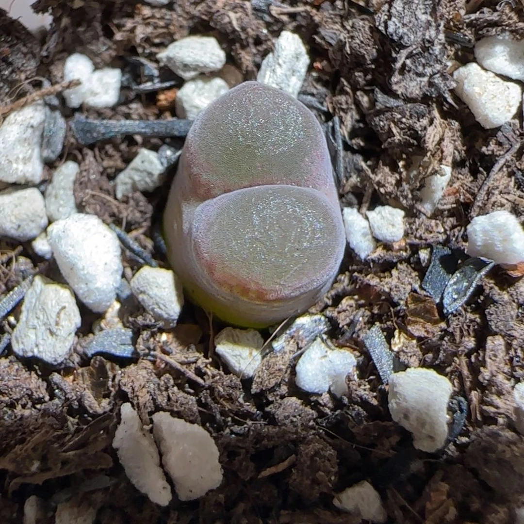 肉锥多肉植物组合-10km风铃902
