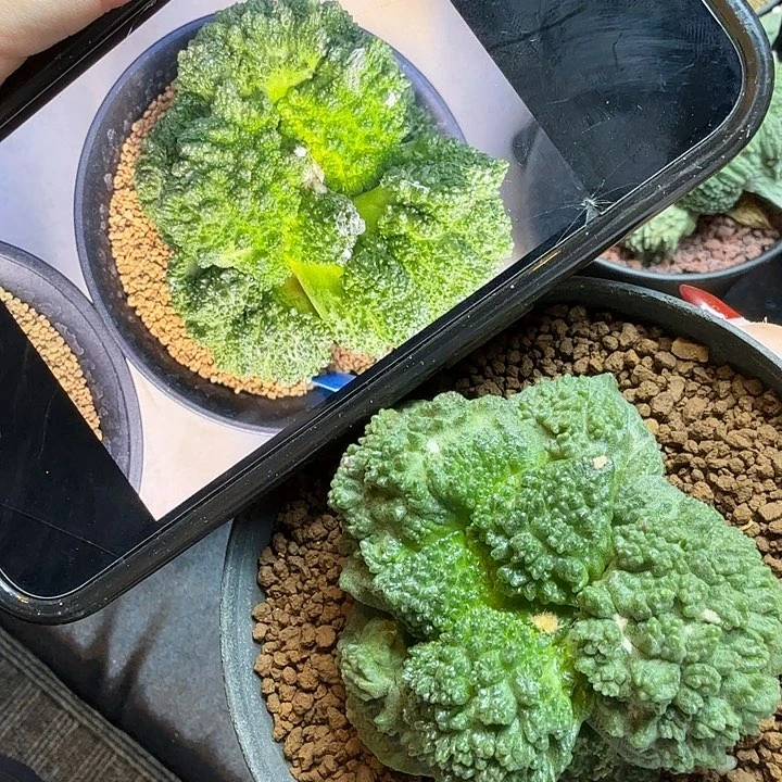 超级哥斯拉 圆包叶
