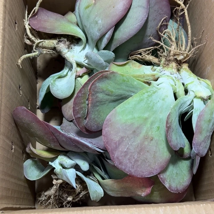 阿***凤地栽瑕疵唐印3棵装箱（不售后）