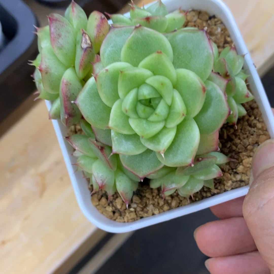 精品多肉一物一拍不包整228