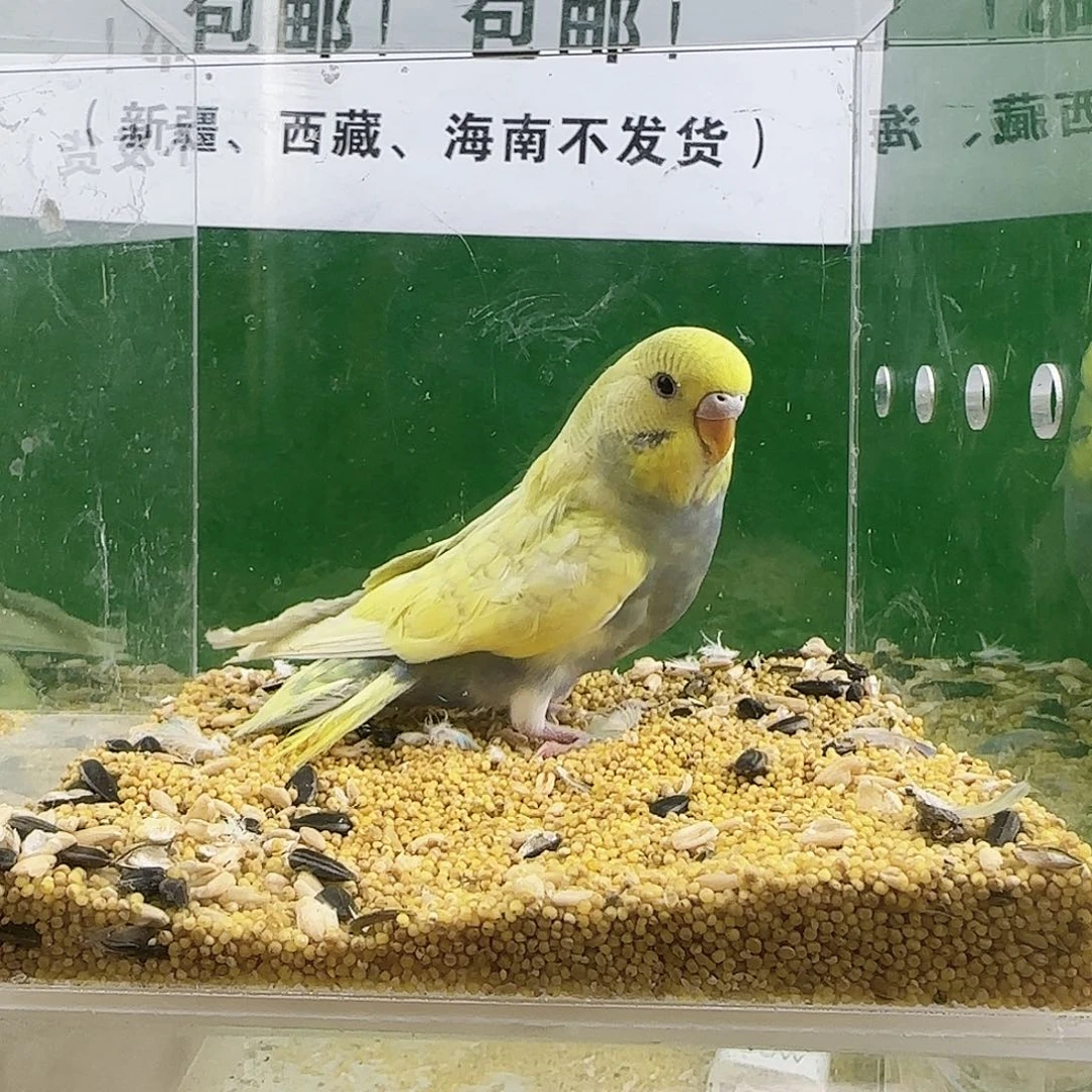 虎皮鹦鹉大头鹦鹉