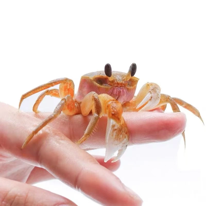 可爱中华沙蟹大眼萌懒人办公室桌面观赏宠物陆生爬宠