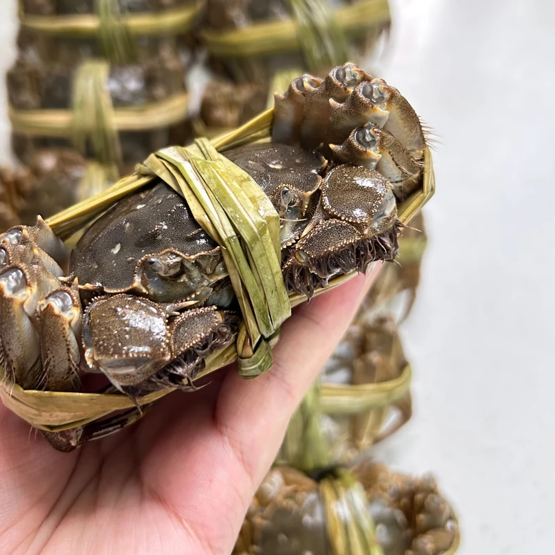 精品大闸蟹二两母六只装