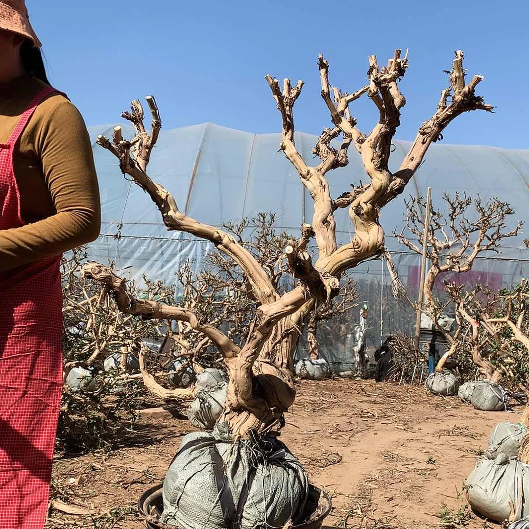 金银花155548668898888