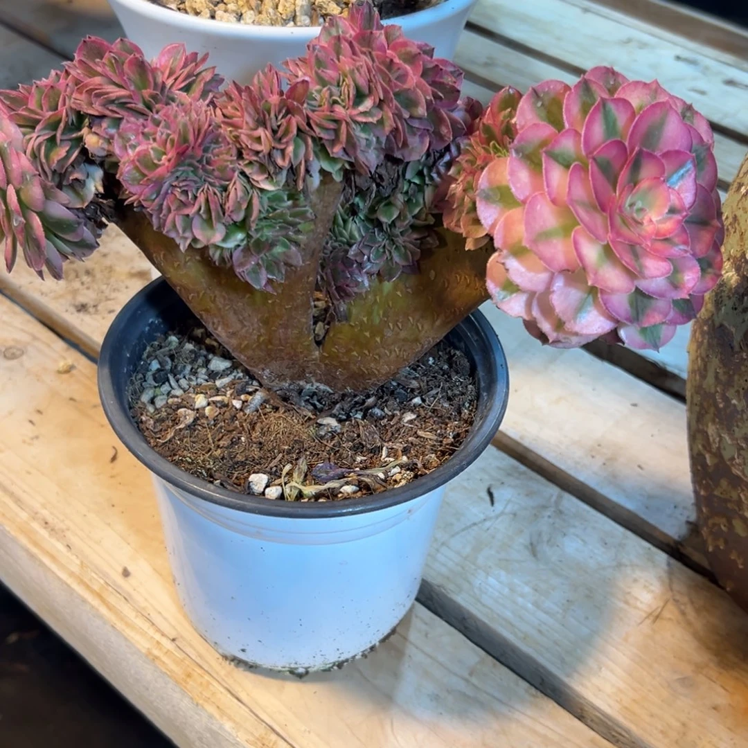 倾城缀化老桩厚板