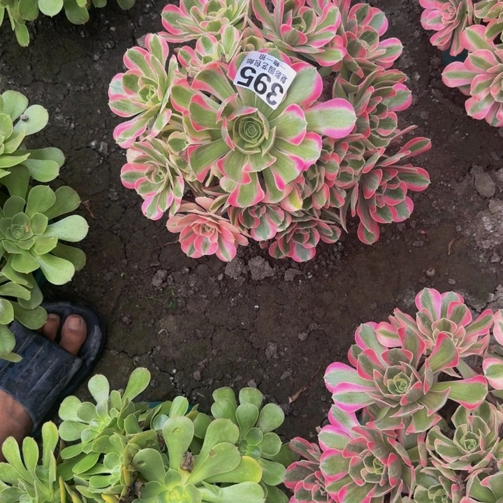 女郎花38-5包邮花花