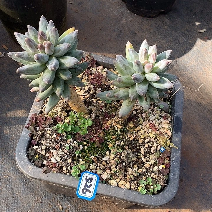 526凤羽一物一拍多肉