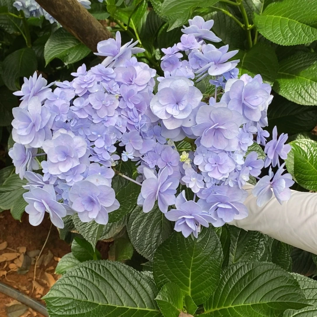 220号 绣球（3单冷链、4单京东空运、5单顺丰空运、偏远补运费）