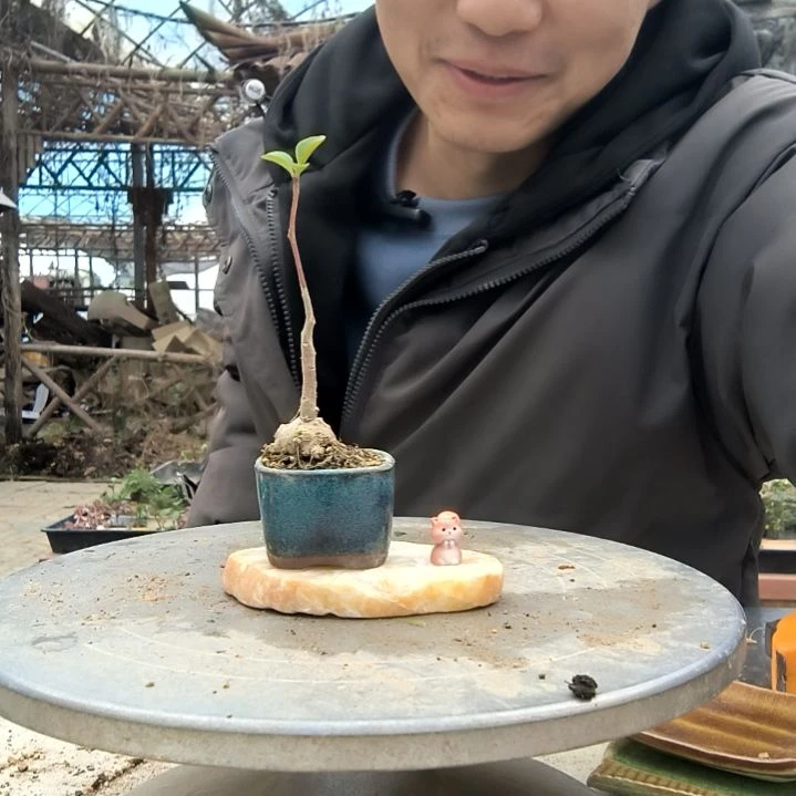 燃*2小盆景小植物一物一拍172