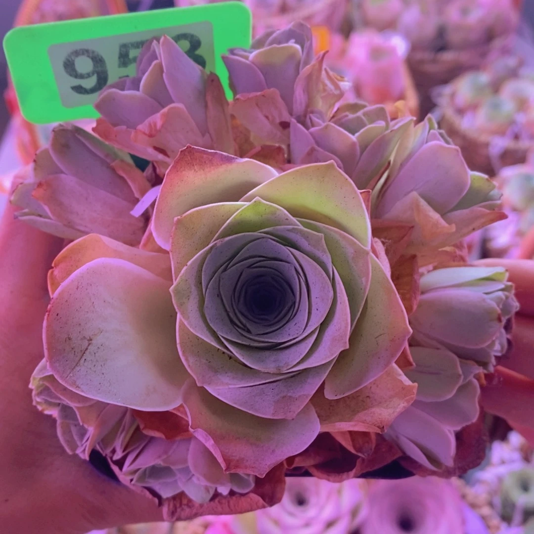 953山地玫瑰 脱土裸根发货