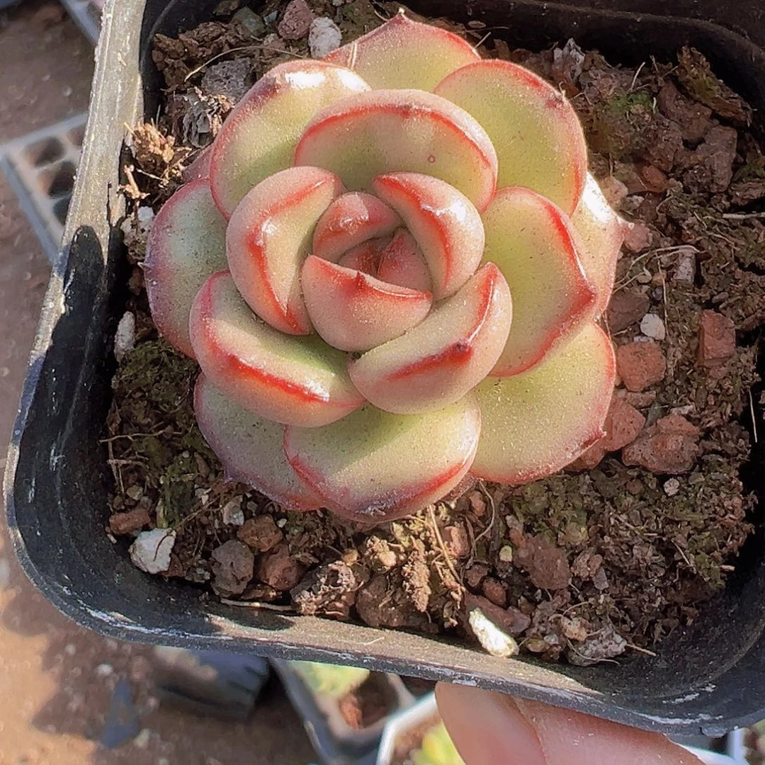 万宝龙19包邮多肉则